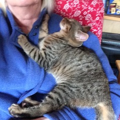 Will my kitten hate me after a week in Cattery?