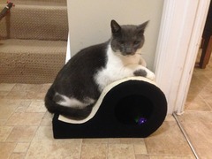 Missing pusscat