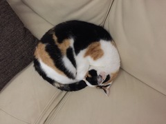 Advice on getting cat into cat carrier