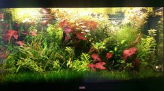 450L Tropical Tank