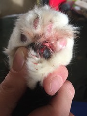 My poor little lad