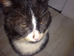 Scruffy cat (homeless?) Help!