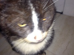 Scruffy cat (homeless?) Help!