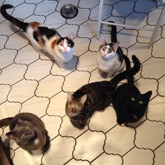 Where to find two tabby kittens (female)??