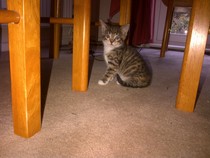 Where to find two tabby kittens (female)??