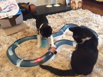 Roll up roll up kitten conundrum results are in - PICS!!!!