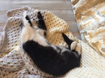 Roll up roll up kitten conundrum results are in - PICS!!!!