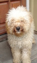 To think that a labracockapoodle is a mongrel