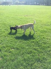 Is there such a thing as a lab that isn't fat in old age?