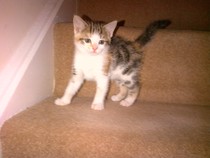Where to find two tabby kittens (female)??