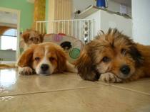 Please talk to me about getting a pup