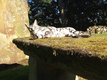 My boy is missing - silver/grey leopard-spotted from Lanarkshire area.