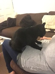I seem to have acquired a cat