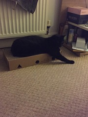 I seem to have acquired a cat