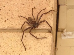 Australians should stop milking spiders