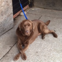 Is there such a thing as a lab that isn't fat in old age?