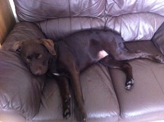 Is there such a thing as a lab that isn't fat in old age?