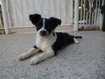 Please talk to me about getting a pup