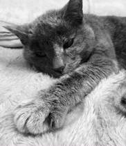 Heartbroken to lose my Darling cat.