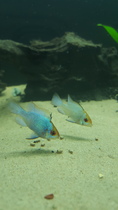 450L Tropical Tank