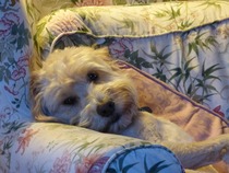 To think that a labracockapoodle is a mongrel