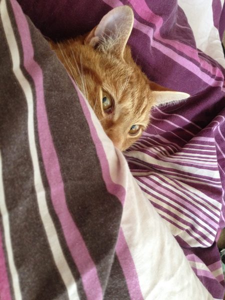 This what a teenage dickhead cat looks like :D