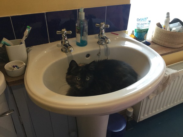 Do cats ever drink the water you put down for them?