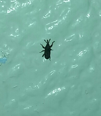 Bedbugs? Urgent