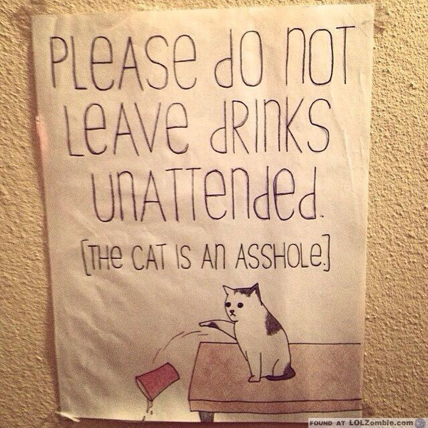 Are your cats annoying?