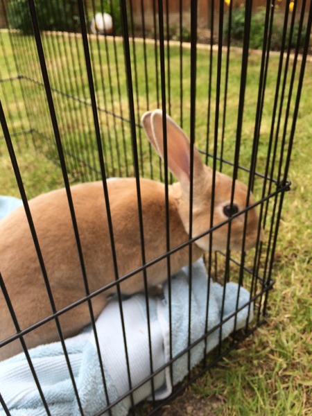 To not take our pet back home