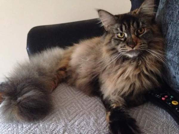 Maine Coons and re-catting.