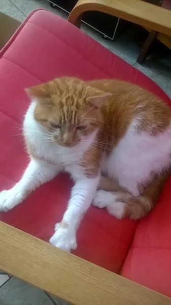 a cat has camped out on our doorstep; what next?