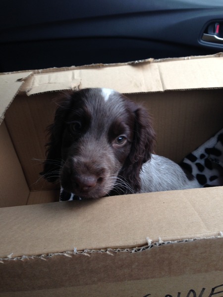 I have a new cocker spaniel puppy