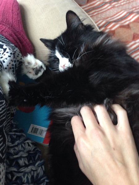 My cat has two modes: flighty or needy. What can I do?