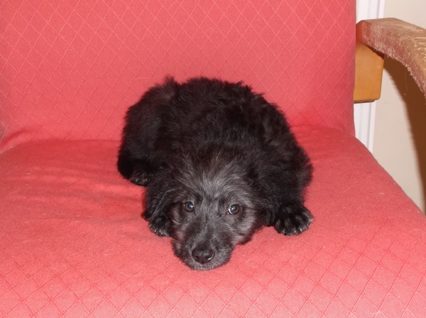 Please talk to me about getting a pup
