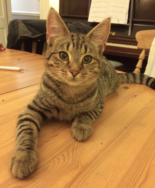 Should I get a cat?