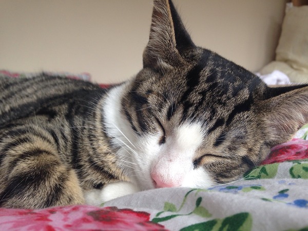 Kittens. Come and share your photos!