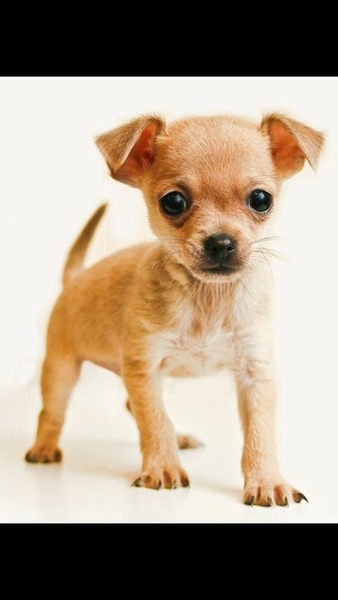 Waiting For Zombie To Rejoin Her Phalanx