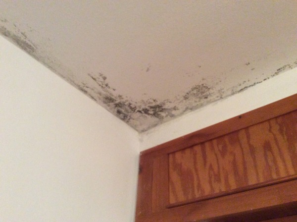 black mould
