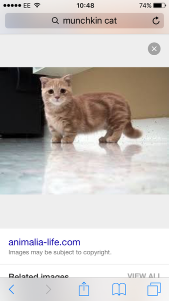 Do your cats polish their plates clean - and do they get any more?