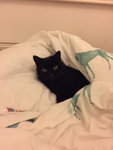 cats and playing?