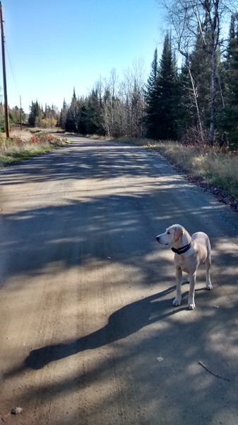 Best toys for very chewy Labrador?