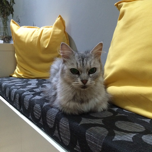 First Cat - what do I need to know?