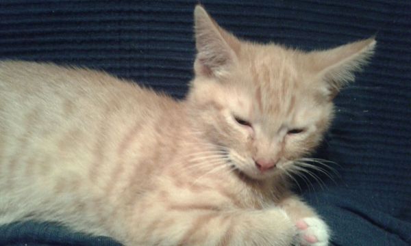 Kittens. Come and share your photos!