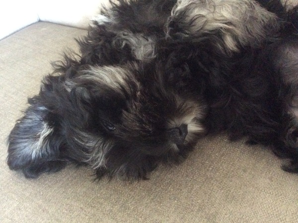 Miniature Schnauzer puppy