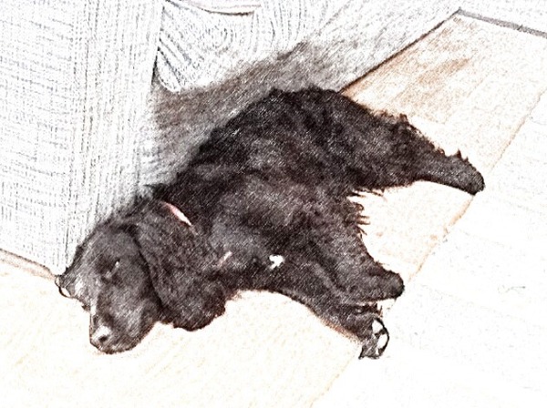 I have a new cocker spaniel puppy