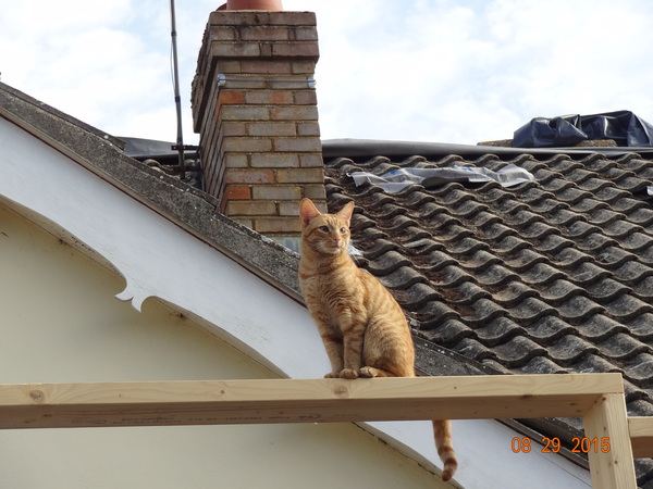 Kittens. Come and share your photos!