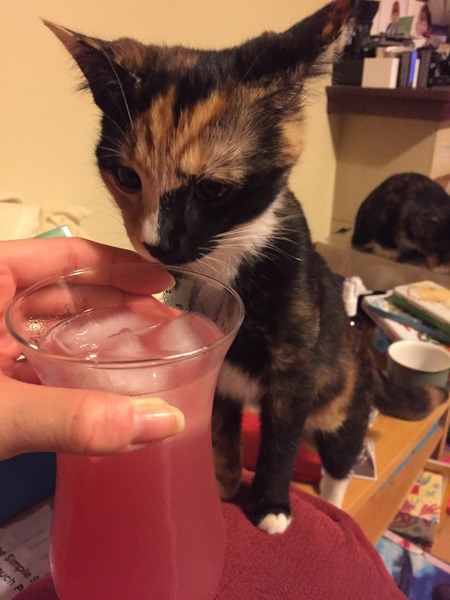 Coffee obsessed cat