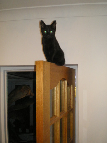 Tell us about (or show us!) the funniest places you've found your pet for a chance to win a Christmas hamper worth £100 and a copy of Oi Frog! by Kes Gray and Jim Field.