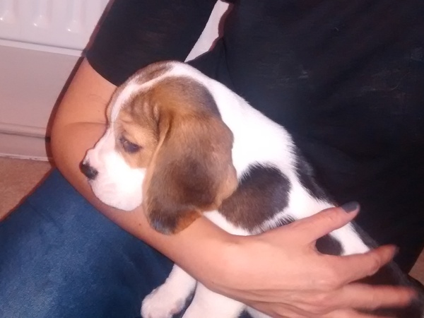 Am about to leave my pup for an hour (max)